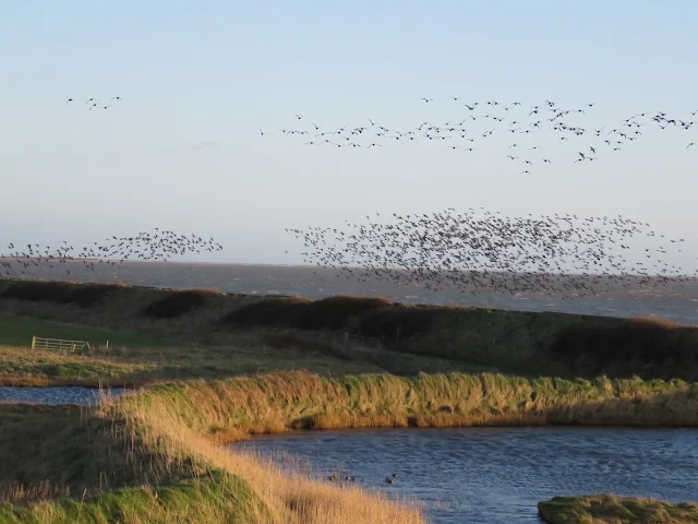 Flocks of birds in flights over the Wexford Wildfowl Reserve and the Irish Sea