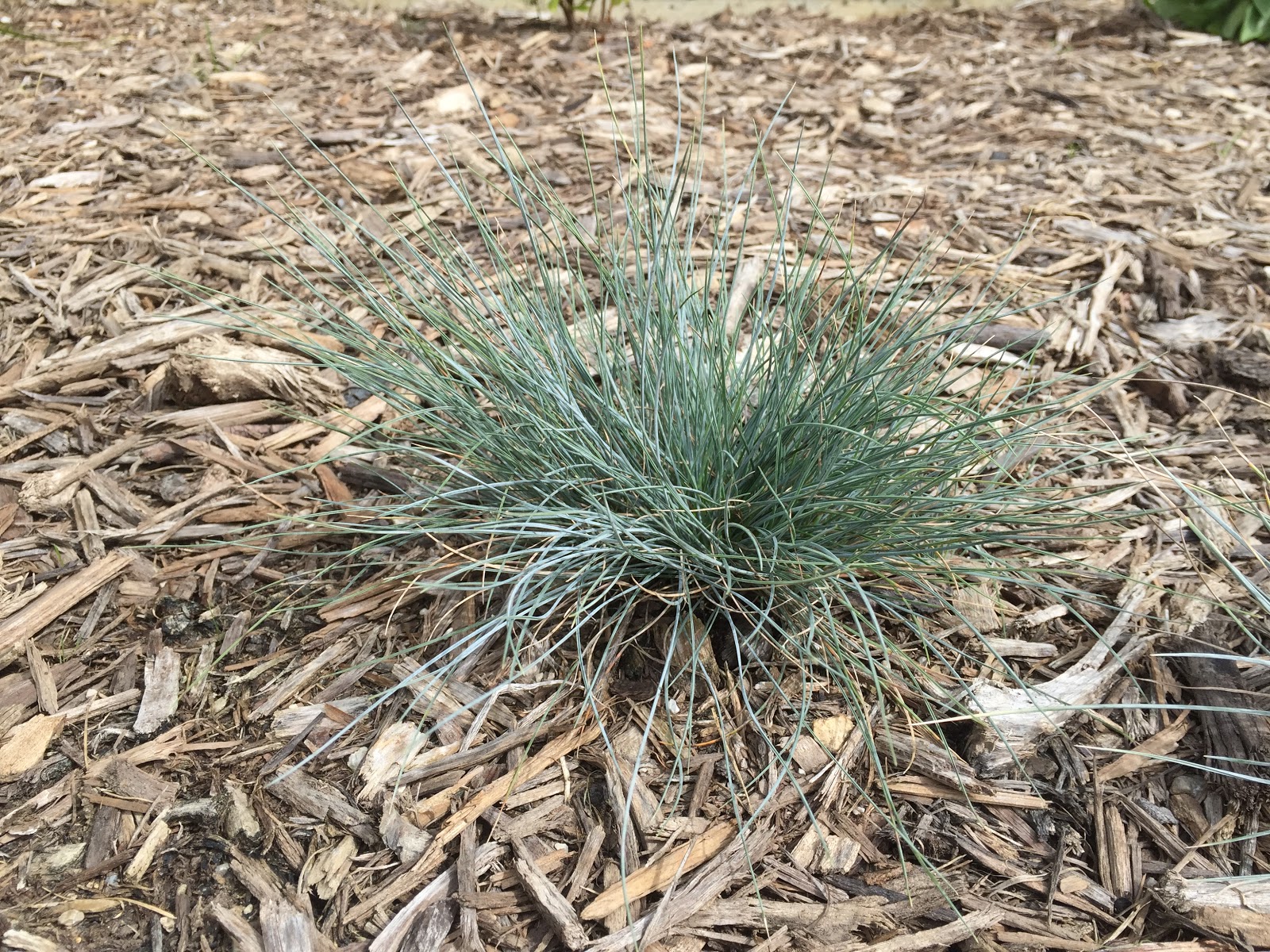 Blue Fescue from Seed Progress Photos [Backyard Neophyte Landscaping Blog]