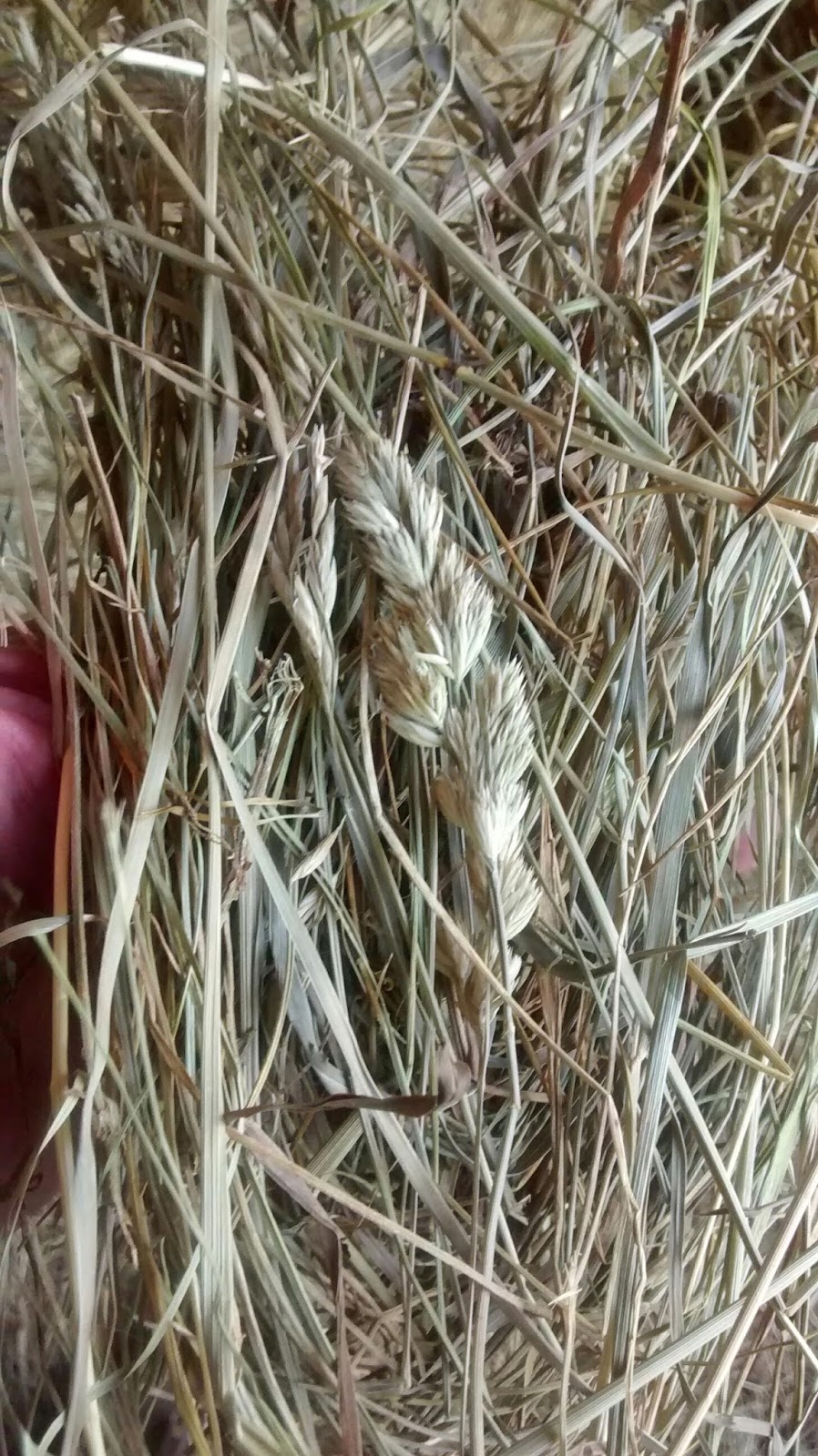 White House Farms Large Squares Timothy Orchard Bluegrass Mixed Hay