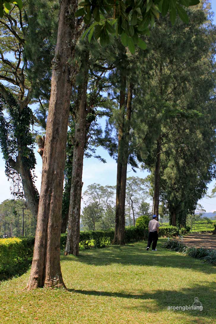agrowisata perkebunan teh pagilaran batang