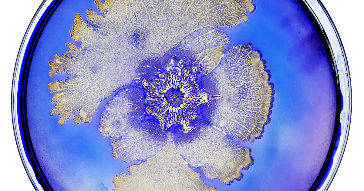 Pharmaceutical Microbiology