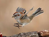Leaping Sparrow