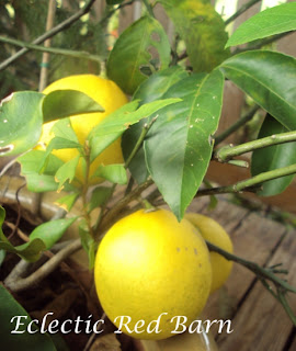 lemon tree with ripened lemons