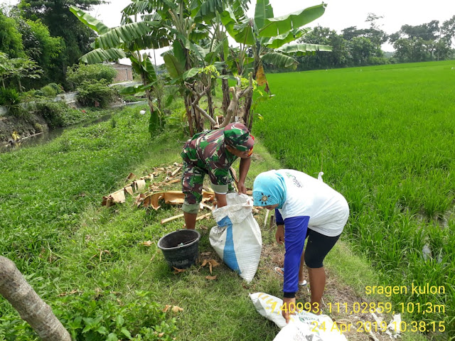 Percepat Pertumbuhan Padi Babinsa Sragen Kulon Bantu Pemupukan