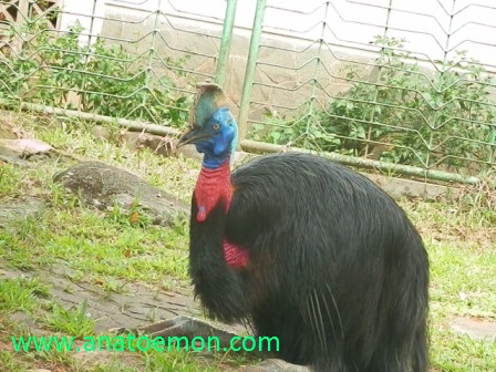 Anatoemon Burung Kasuari Yang Kesepian