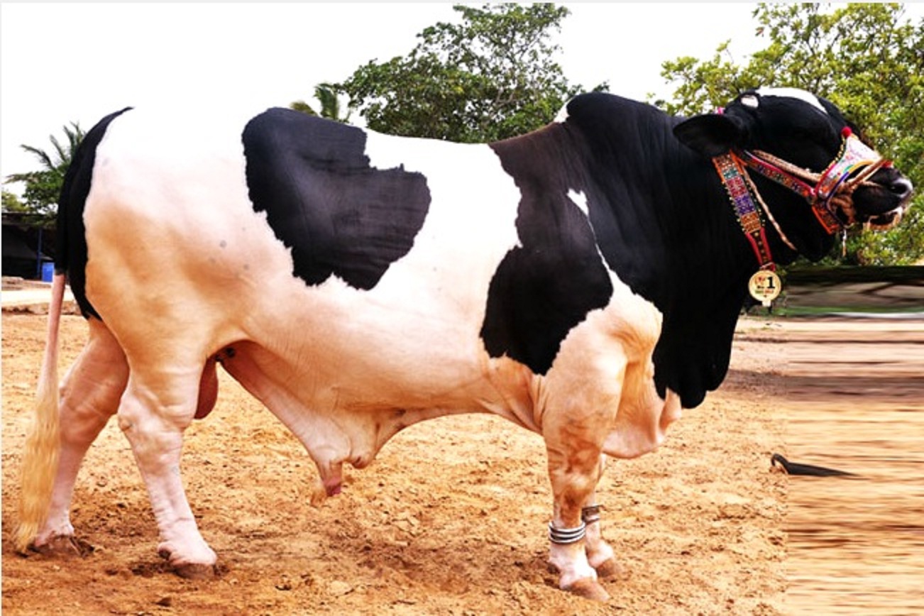 Eid Ul Eza Cow Qurbani Wallpapers hd - Beautiful Desktop HD Wallpapers