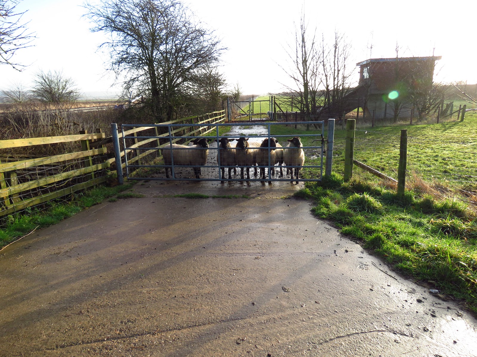 Wild at Hull Walking the Humber. Stage 2. Broomfleet Island to Brough