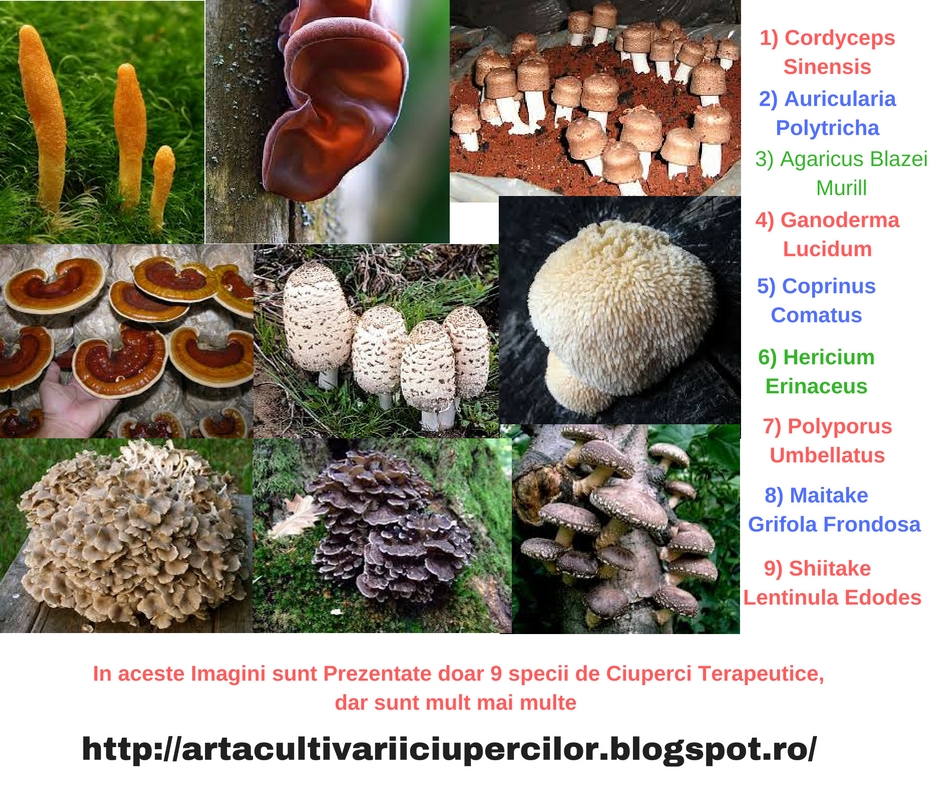 ciuperci medicinale