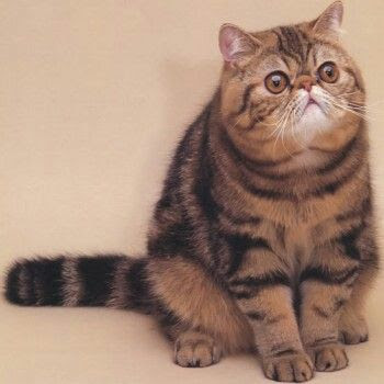 Exotic Shorthair Cat Breed Flat Face