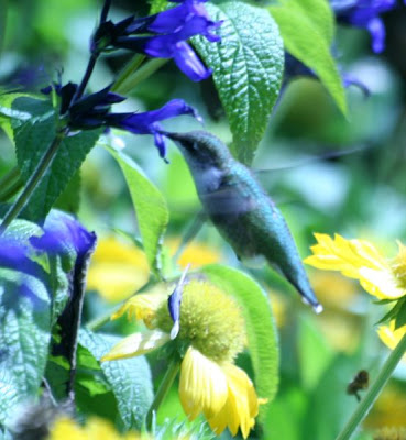 Nature walk in Royal Botanical Garden - The Hummingbird :: All Pretty Things