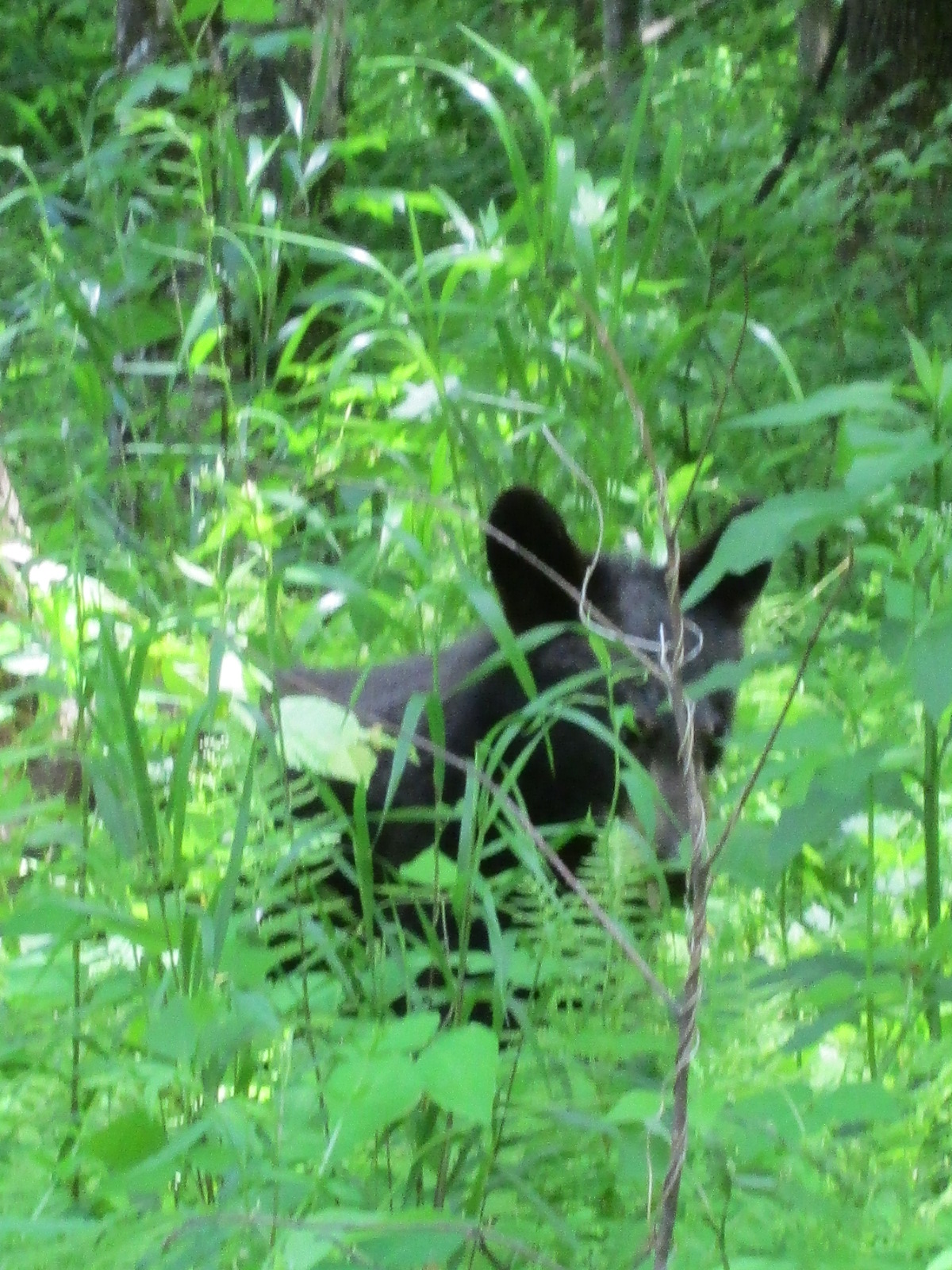 Lenoria's Lid'l Bits Bear sighting in Cades Cove