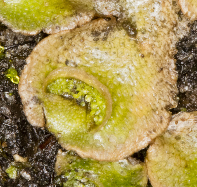 Lunularia cruciata, Crescent-cup Liverwort. Gemmae in crescents. Husseywell Park, Hayes, 8 April 2016. Lunularia cruciata, Crescent-cup Liverwort. Gemmae in crescents. Husseywell Park, Hayes, 8 April 2016.