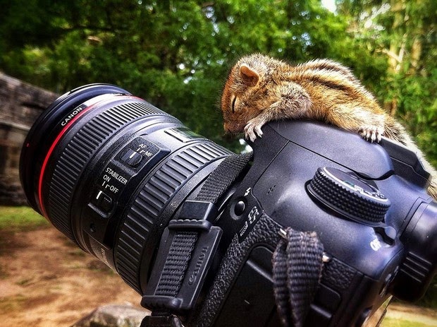 Baby Palm Squirrel Rescued By Wildlife Filmmaker 3