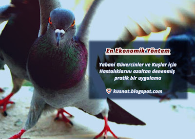Yabani-G%25C3%25BCvercinler-ve-Ku%25C5%259Flar-i%25C3%25A7in-Hastal%25C4%25B1klar%25C4%25B1n%25C4%25B1-azaltan-denenmi%25C5%259F-pratik-bir-uygulama.jpg