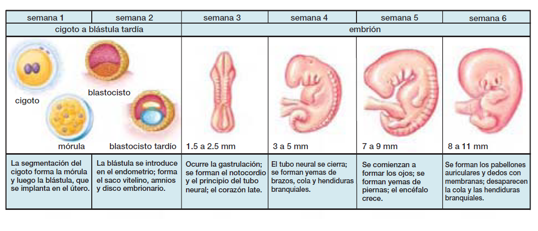 Embriones congelados - Página 4 Desarrollo%2Bembrionario%2Bhumano%2B1