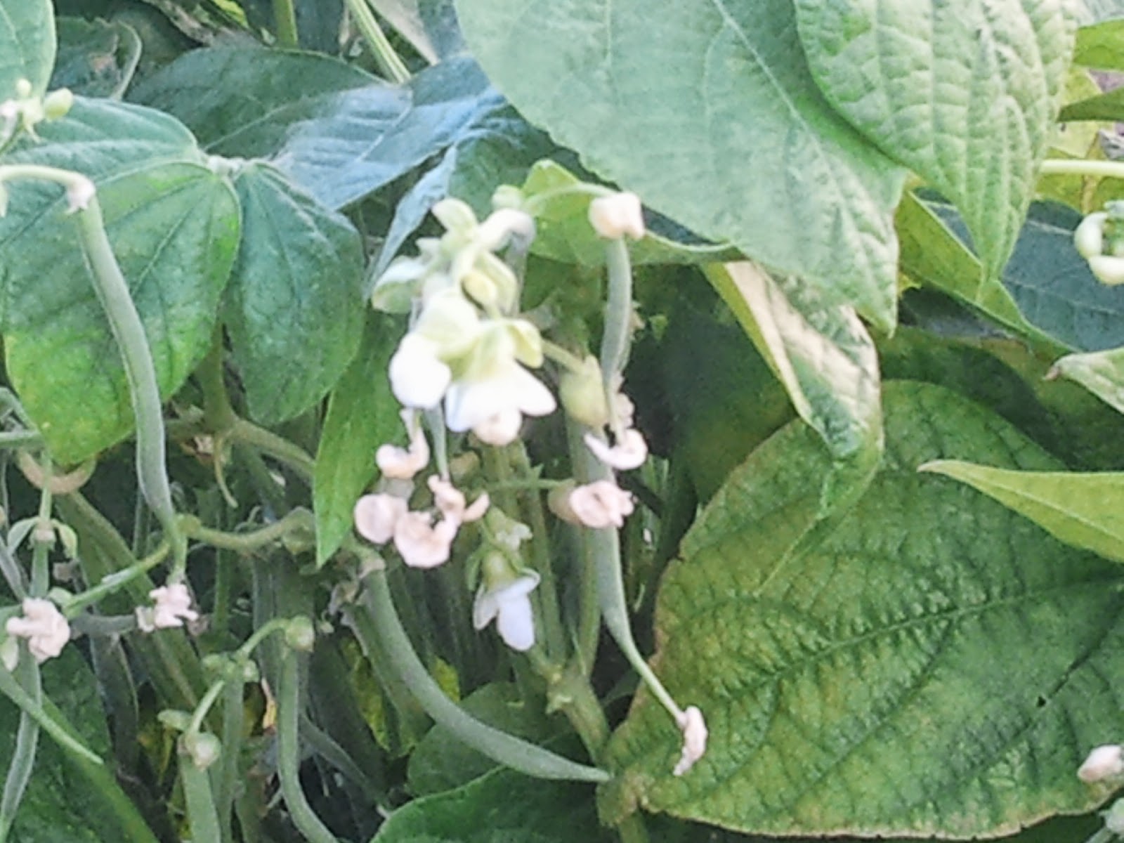 Faenas de la Huerta Las judías blancas, una agradable sorpresa.