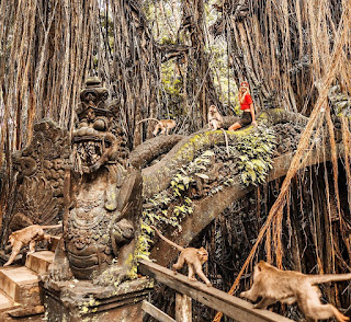 Harga Tiket Masuk Monkey Forest Ubud