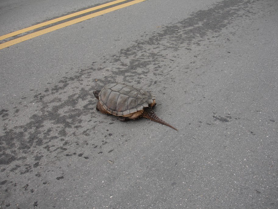 Blue Starr Gallery: Snapping Turtle Rescued