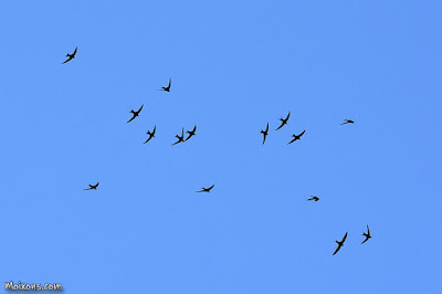 Falciot negre (Apus apus) Falciot negre (Apus apus)