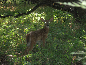 As The Deer Pants for Water (reprise)