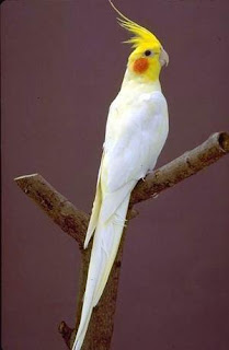 burung parkit australia burung parkit australia