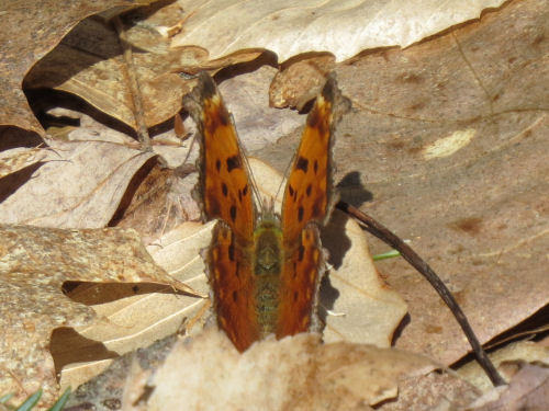 eastern comma butterfly