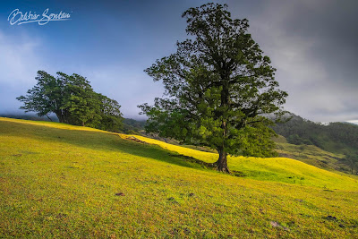 Pepohonan di padang sabana 1 Gunung Mutis