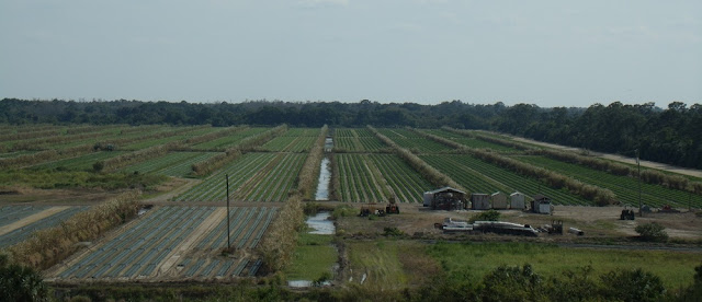 Campos de cultivo junto al St Lucie River Canal Campos de cultivo junto al St Lucie River Canal
