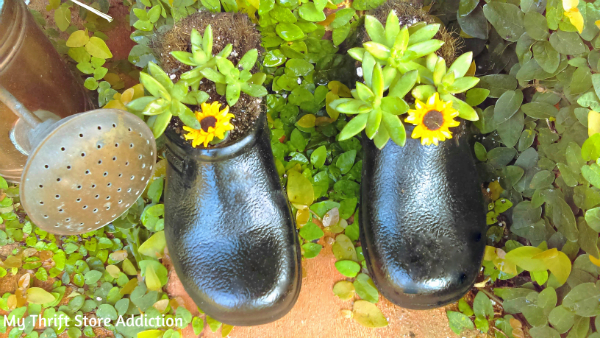 Worn out garden clogs painted and repurposed as succulent planters and the shoes for a repurposed milk can scarecrow! repurposed vintage milk can scarecrow