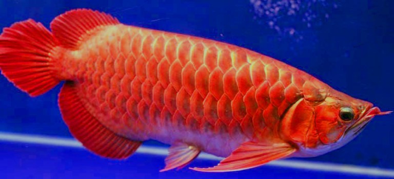 Jenis-Jenis Ikan Naga Sebagai Ikan Hias yang Ada Sejak Zaman Dinosaurus