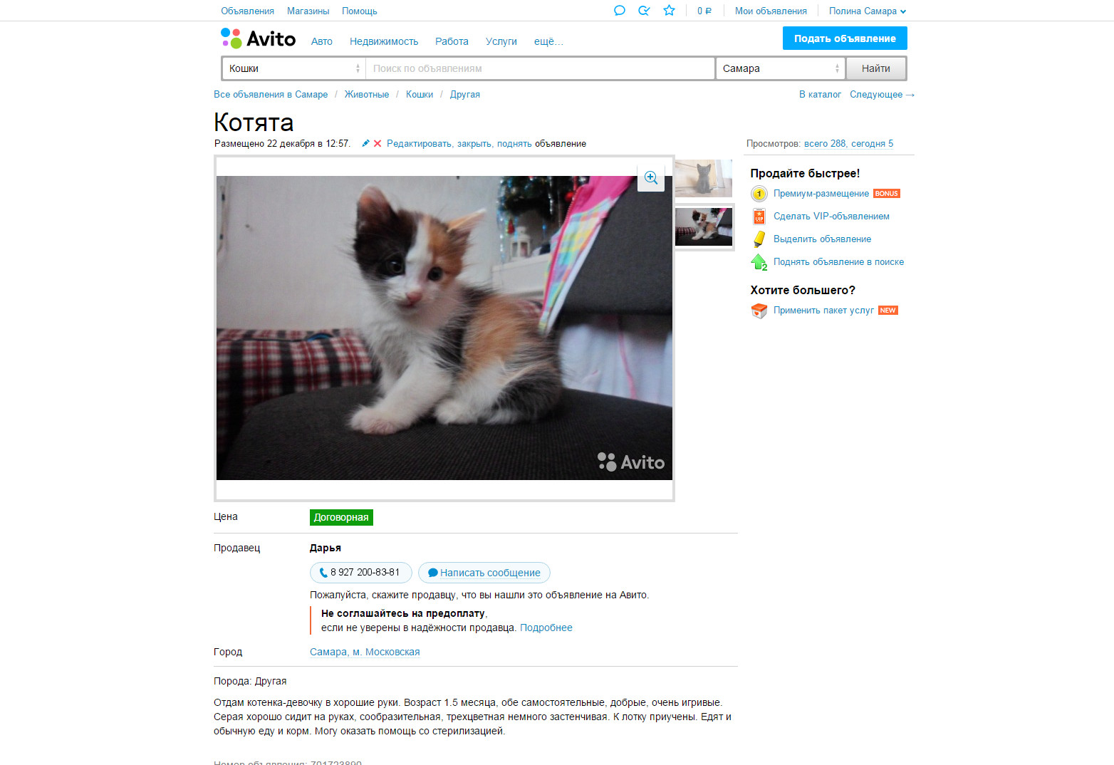 смешные объявления про кошек. объявления про котят. объявление с животными. смешные объявления о продаже. авито объявления отдам кошку.