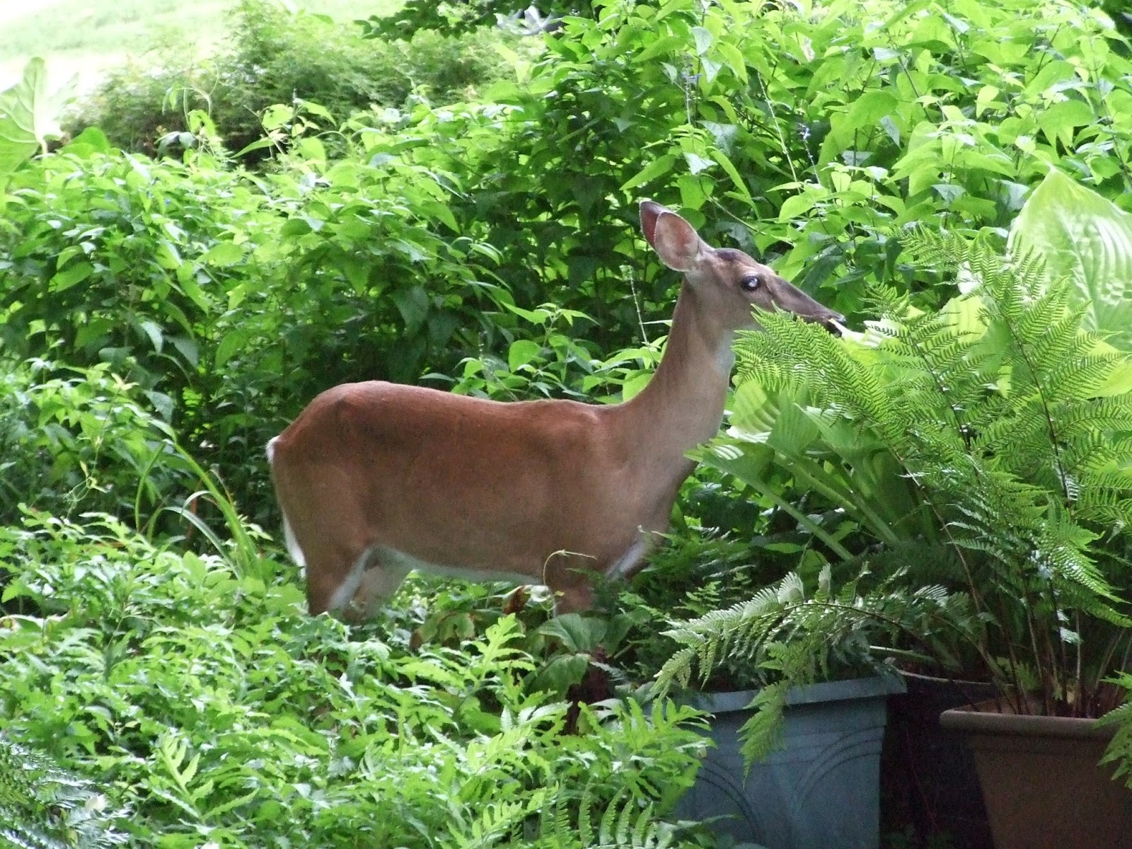 Meg’s Wildlife Sanctuary and Boot Camp: July 2013