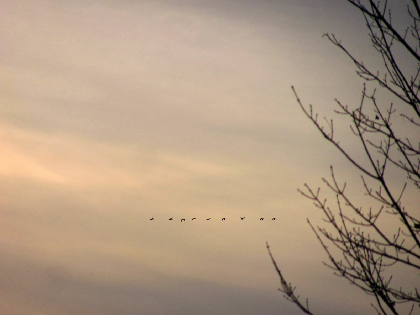 curving back wild geese flying north