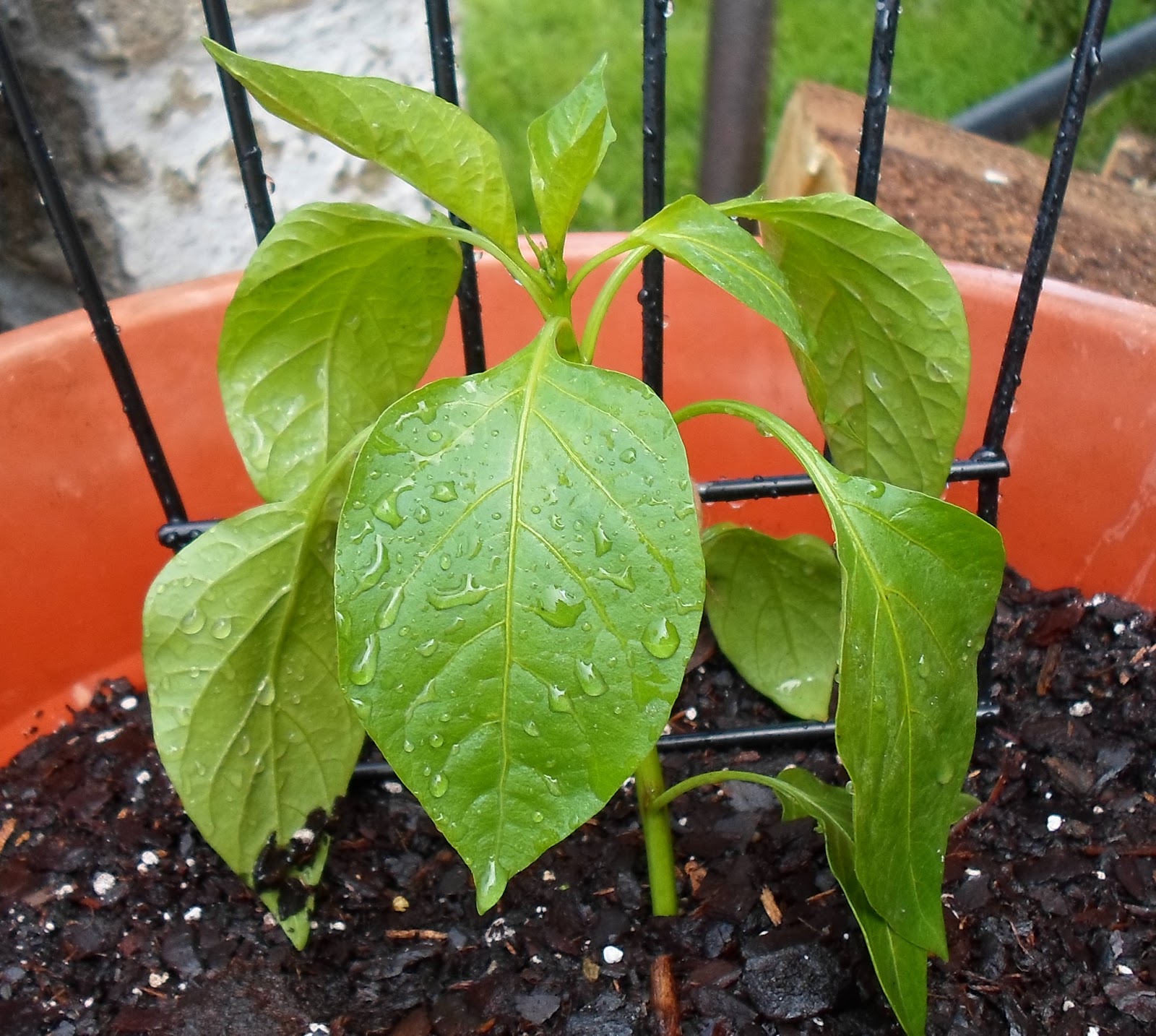 Happier Than A Pig In Mud Satuday Snippet Coolapeno Peppers?