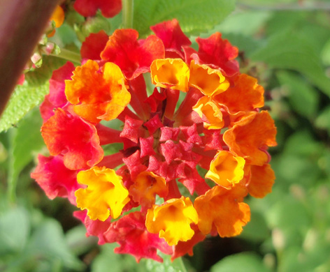 lantana