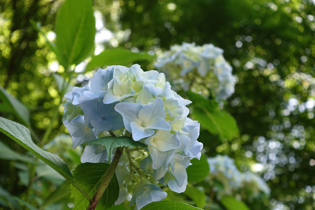 SONY DSC-RX100M4 25.7mm(70mm) ISO:200 F:5.6 Tv:1/80s