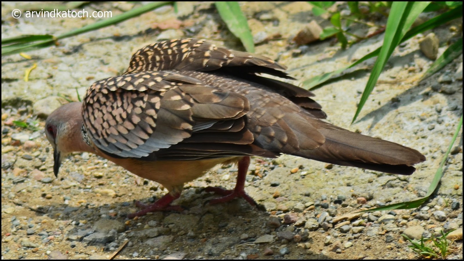 Spotted Dove (Spilopelia Chinensis) Pictures and Detail (Also called