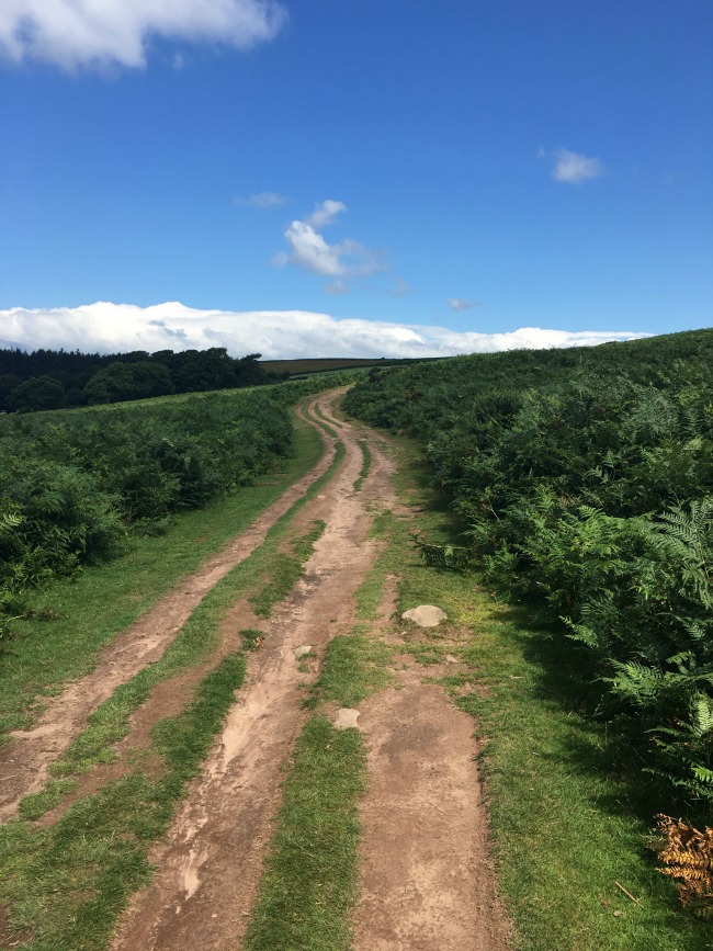 A Walk Up Sugar Loaf Teddy Bears And Cardigans