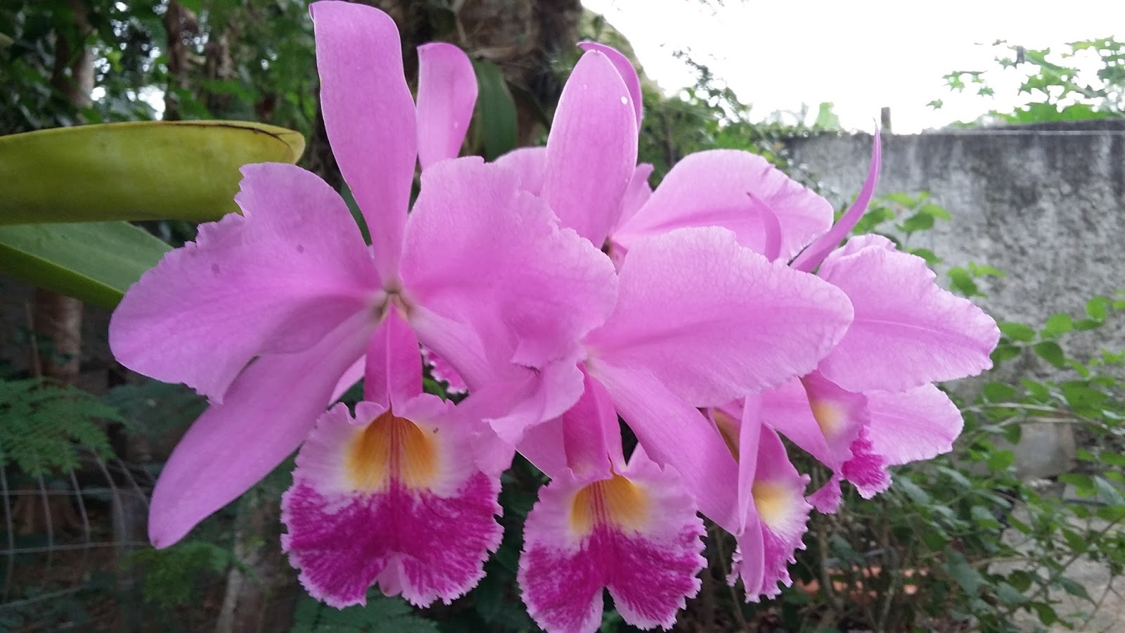 Orquídeas do nosso quintal: Cattleya Labiata Rubra