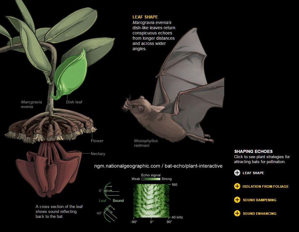 Plants have found unique ways to attract bats