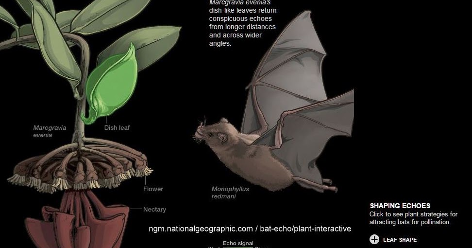 Plants have found unique ways to attract bats