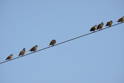 wire birds wires kind while