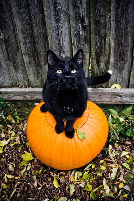 Macabre Drive-In Theater: Halloween Tumblr Finds