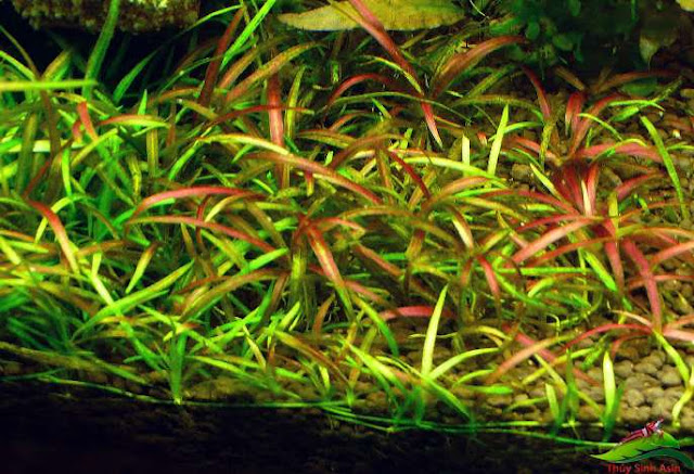 Cây cỏ đỏ thủy sinh