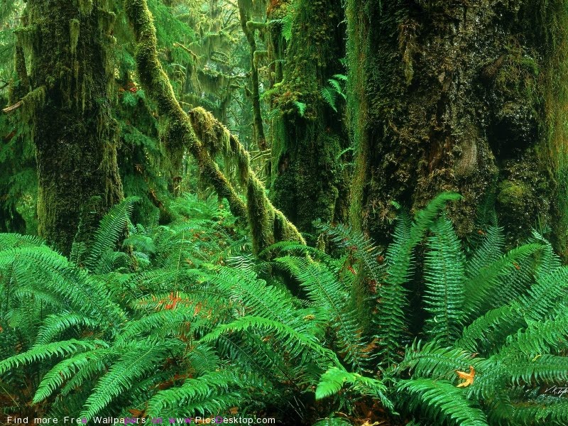 nature wallpaper: Amazon Forest Wallpaper