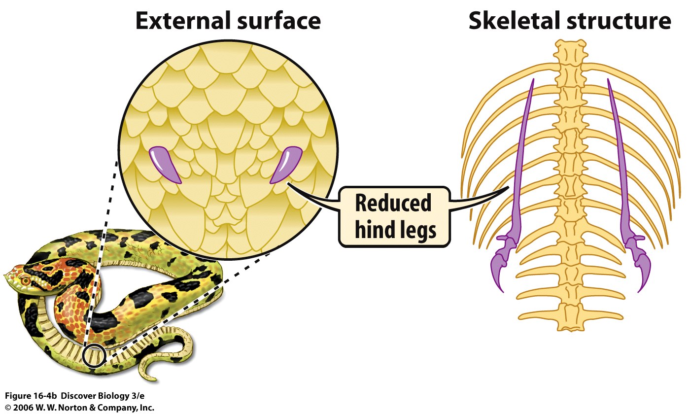 Herelution Homologous and Analogous Traits