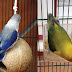 Ciri Ciri Lovebird Euwing