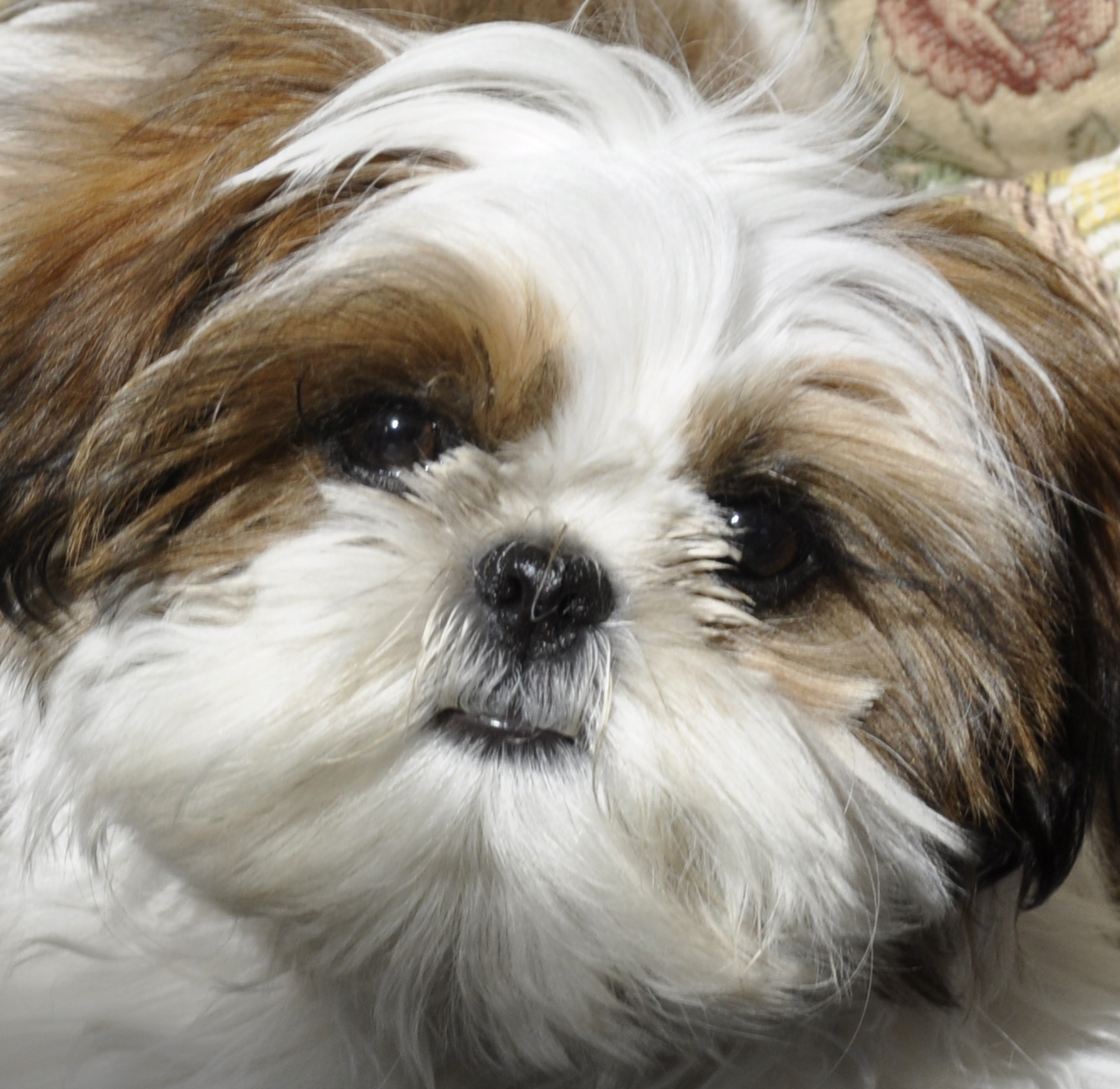 Cute Dogs: Shih Tzu