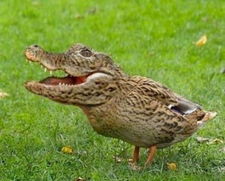 Pinoy Happy: Chicken crocodile or Crocodile chicken?