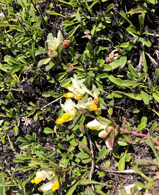 Polygala chamaebuxus Polygala chamaebuxus